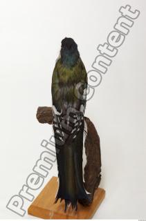 Cuban Trogon-Priotelus temnurus 0034